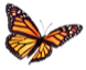 butterfly pilgrim